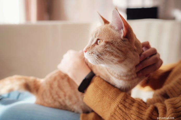 6 manieren om een ​​gestresste kat te kalmeren