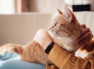 ストレスのたまった猫を落ち着かせる6つの方法 