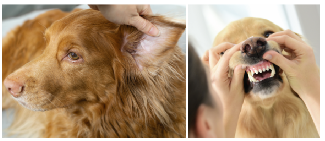 개 또는 고양이를 위한 가정 건강 검진