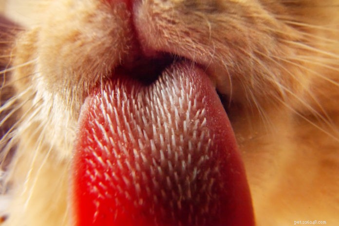 Como os cinco sentidos de um gato se comparam aos nossos?