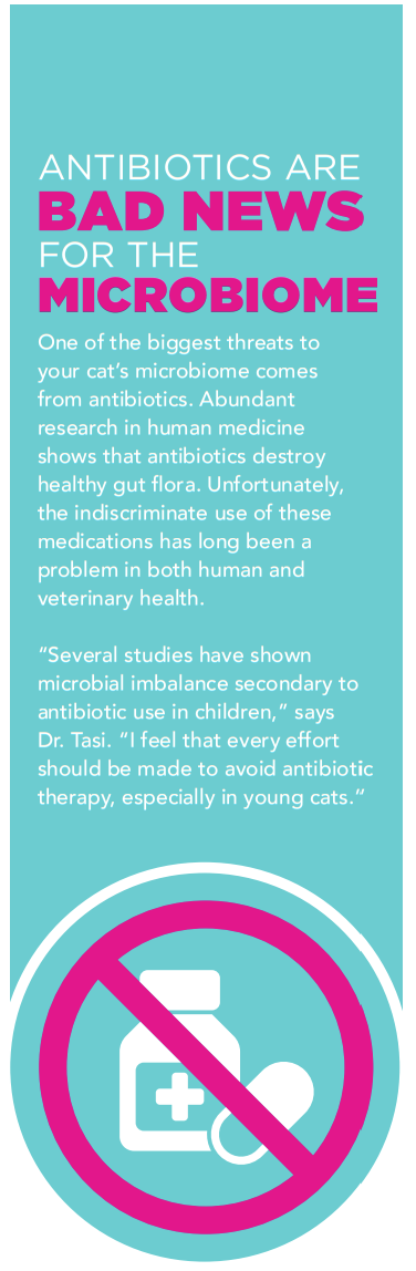 O microbioma do seu gato