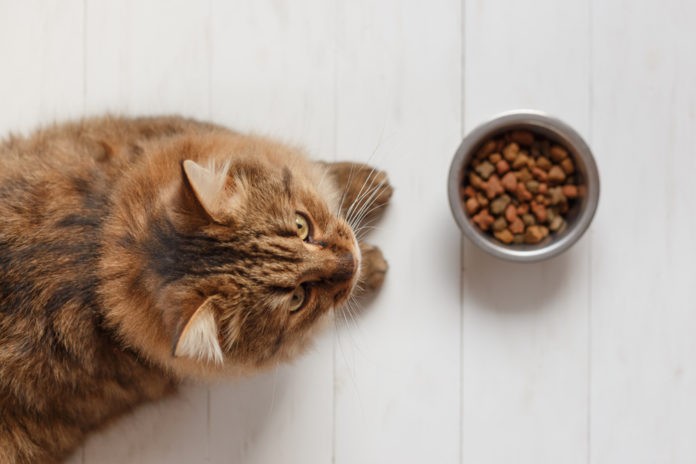 Alimentos secos que são mais saudáveis ​​para gatos