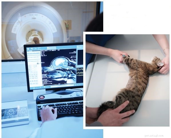 Imaging diagnostico per cani e gatti