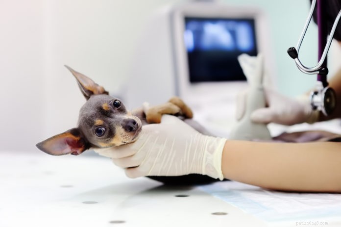 Imaging diagnostico per cani e gatti
