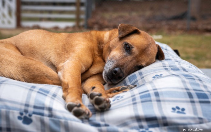 Abrigos e resgates para cães e gatos idosos – uma visão interna