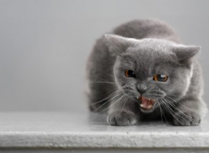 갑상선 기능 항진증과 고양이