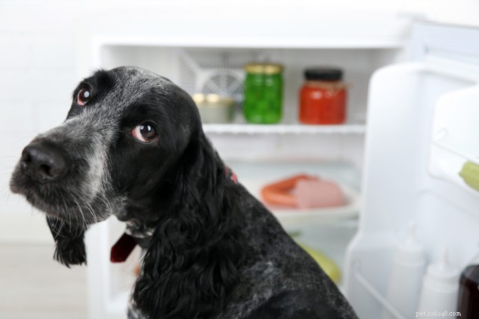La chetosi e la restrizione calorica migliorano l esito per cani e gatti malati di cancro