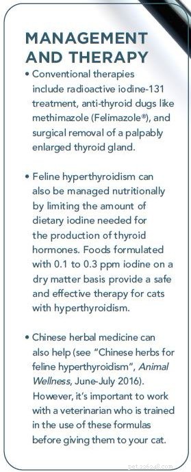 Hyperthyreoïdie en uw kat