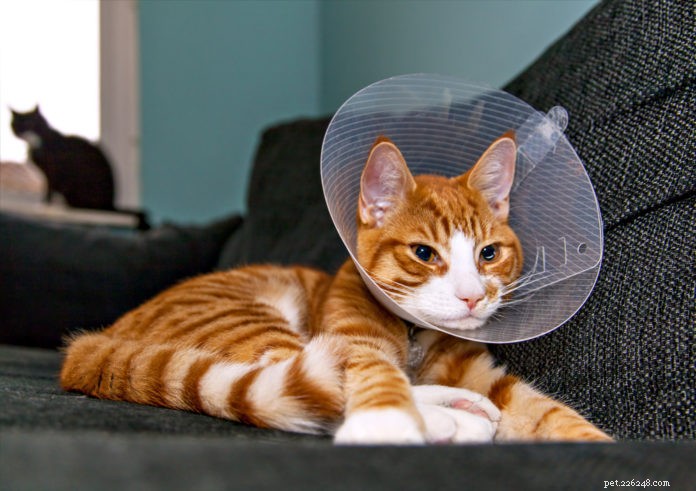 Cura del tuo gatto dopo l intervento chirurgico