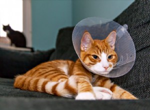 Péče o vaši kočku po operaci
