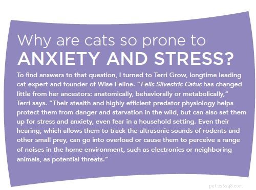 Šest nejlepších bylin ke zmírnění úzkosti u koček