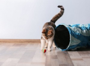 Kattträning — 10 sätt att hålla trimningen av tabby