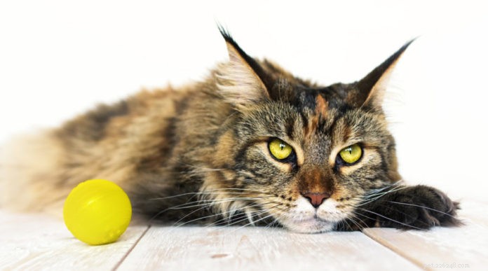 5 hlavních zdravotních problémů u koček