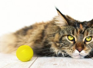 Cinq principaux problèmes de santé chez les chats