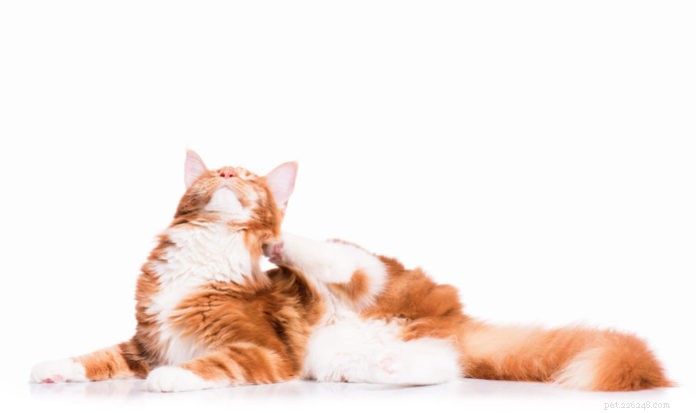 Лечение ушных клещей у кошек