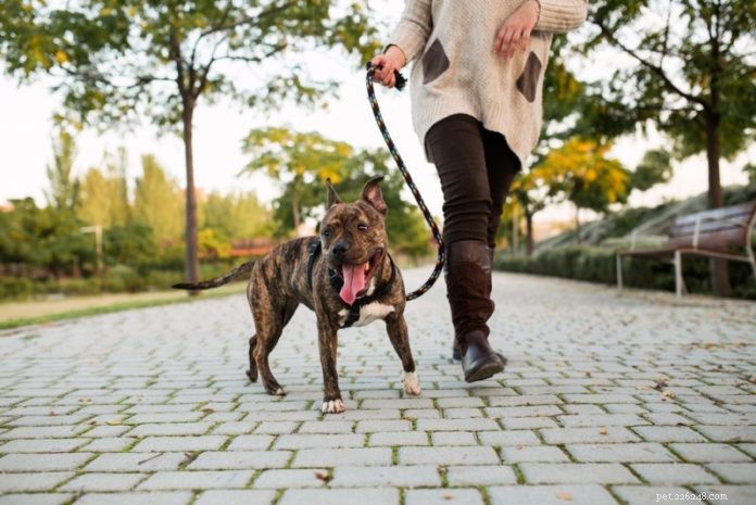 Základy chůze na vodítku pro vás a vašeho psa