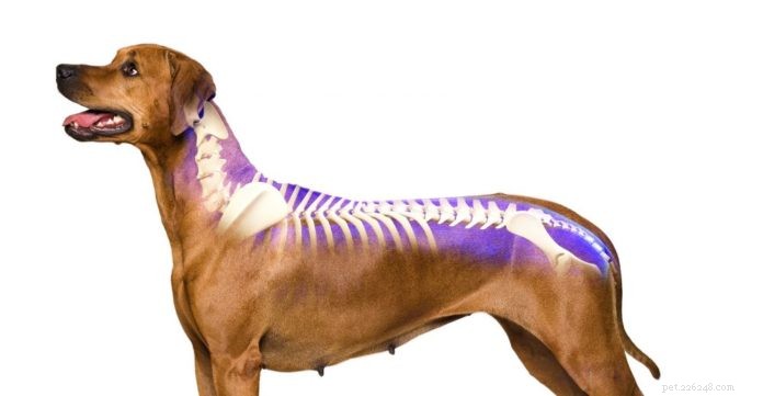 강아지의 척추 문제에 대한 자연적인 도움