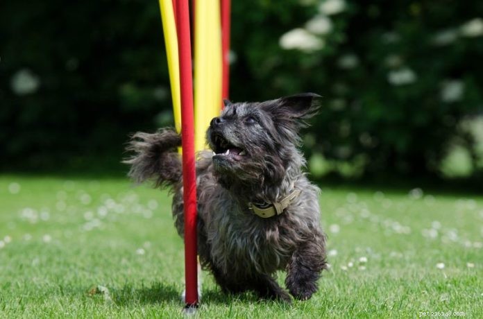 4 veilige sporten voor oudere honden 