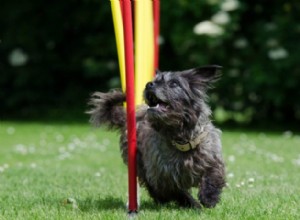 シニア犬のための4つの安全なスポーツ 