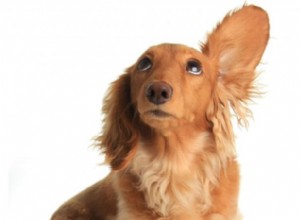 Os cães podem aprender observando?