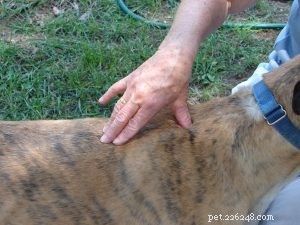 Точечный массаж в приютах для животных