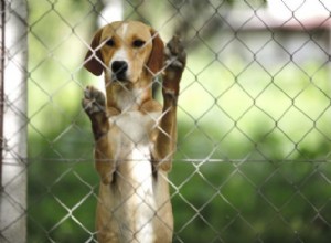 Acupressão em abrigos de animais