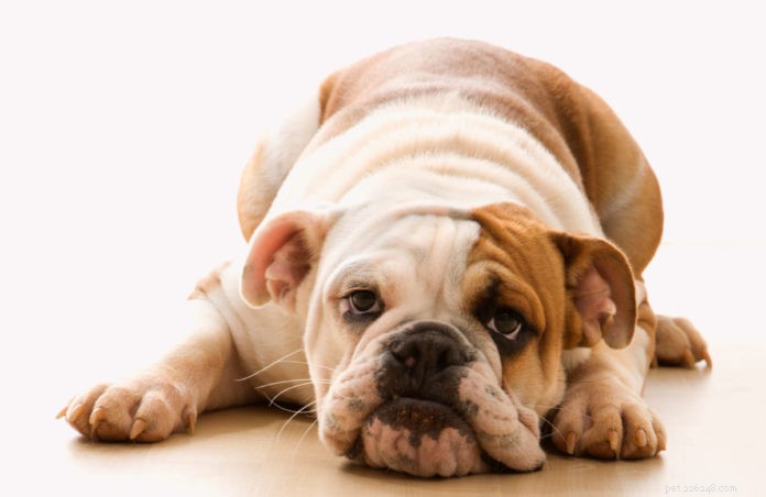 Есть ли у вашей собаки болезнь Кушинга?