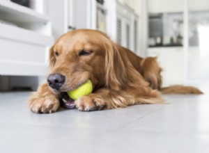 Como seu cão se comporta quando você sai?