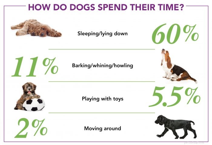 Hur beter sig din hund när du är ute?