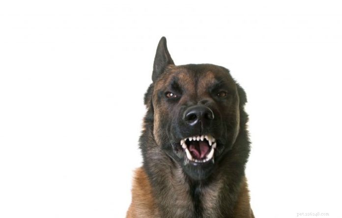 Reactieve versus agressieve honden