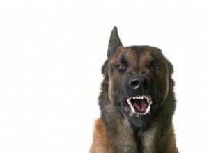 Reaktivní vs. agresivní psi