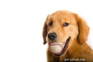Возьмите свою собаку на игру в мяч!