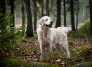 Treine seu cão para não perseguir animais selvagens