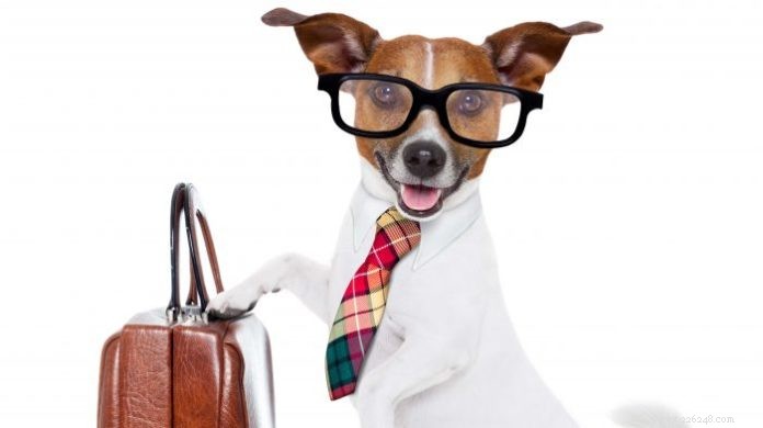 Berete svého psa do práce?
