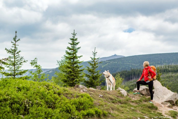 개와 함께 야외 활동을 해야 하는 5가지 이유!
