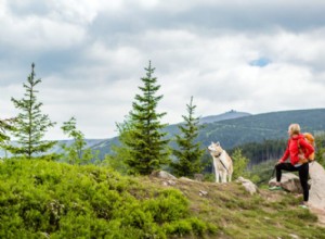 5 motivos para sair com seu cachorro!