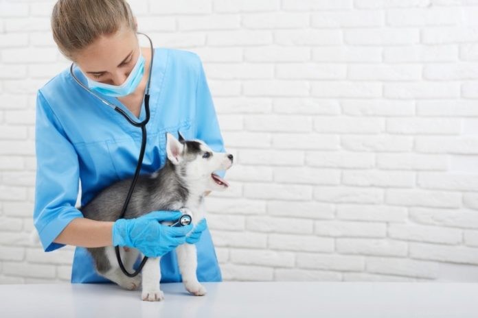 Din valps första veterinärbesök
