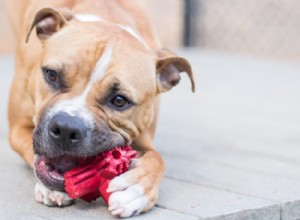 Brinquedos dentários para cães