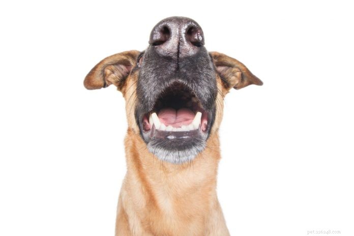 Hantera spruckna och trasiga tänder hos hundar