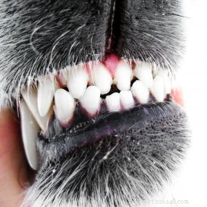 Omgaan met gebarsten en gebroken tanden bij honden