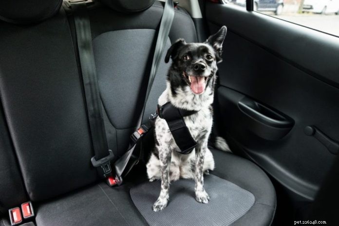 Bilskydd för hundar