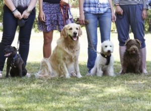 Como selecionar uma aula de treinamento para cães