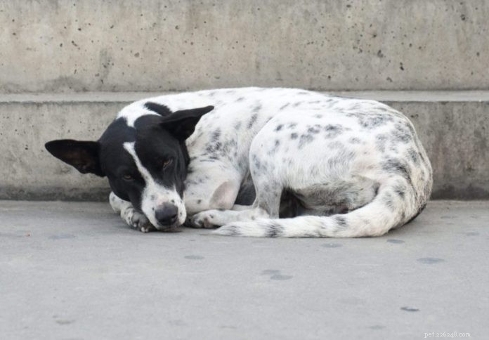 Как точечный массаж может помочь брошенным собакам