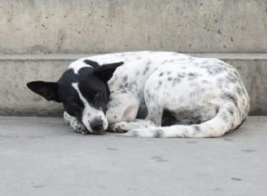 Como a acupressão pode ajudar cães abandonados