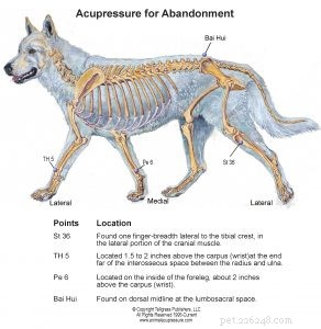 Hoe acupressuur verlaten honden kan helpen