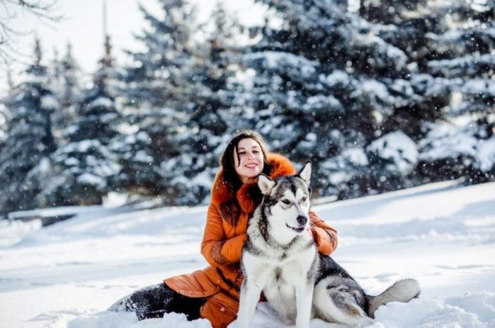 Atividades de inverno ao ar livre para você e seu cão