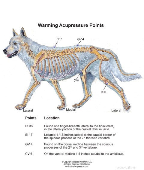 Baliseer de energie van uw hond in evenwicht met seizoensgebonden acupressuursessies