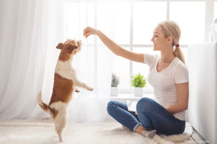 6 шагов, чтобы помочь вашей новой собаке-спасателю освоиться