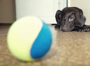 Cães que não gostam de brincar