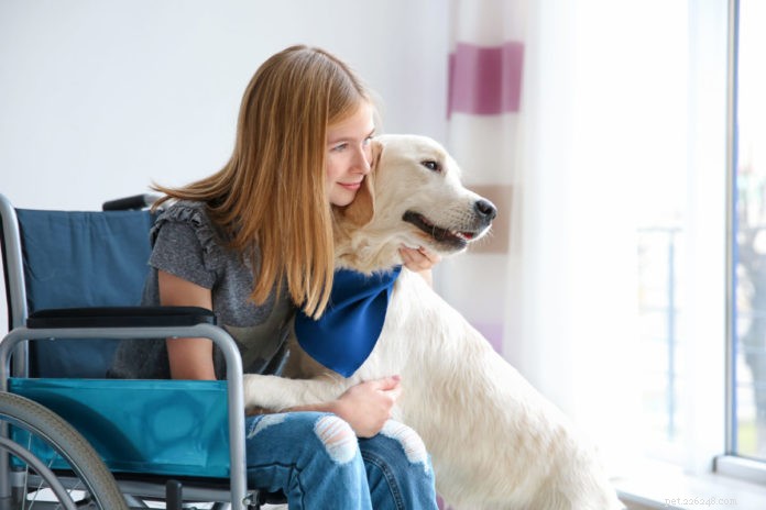 Service-, terapi- och känslomässiga stödhundar